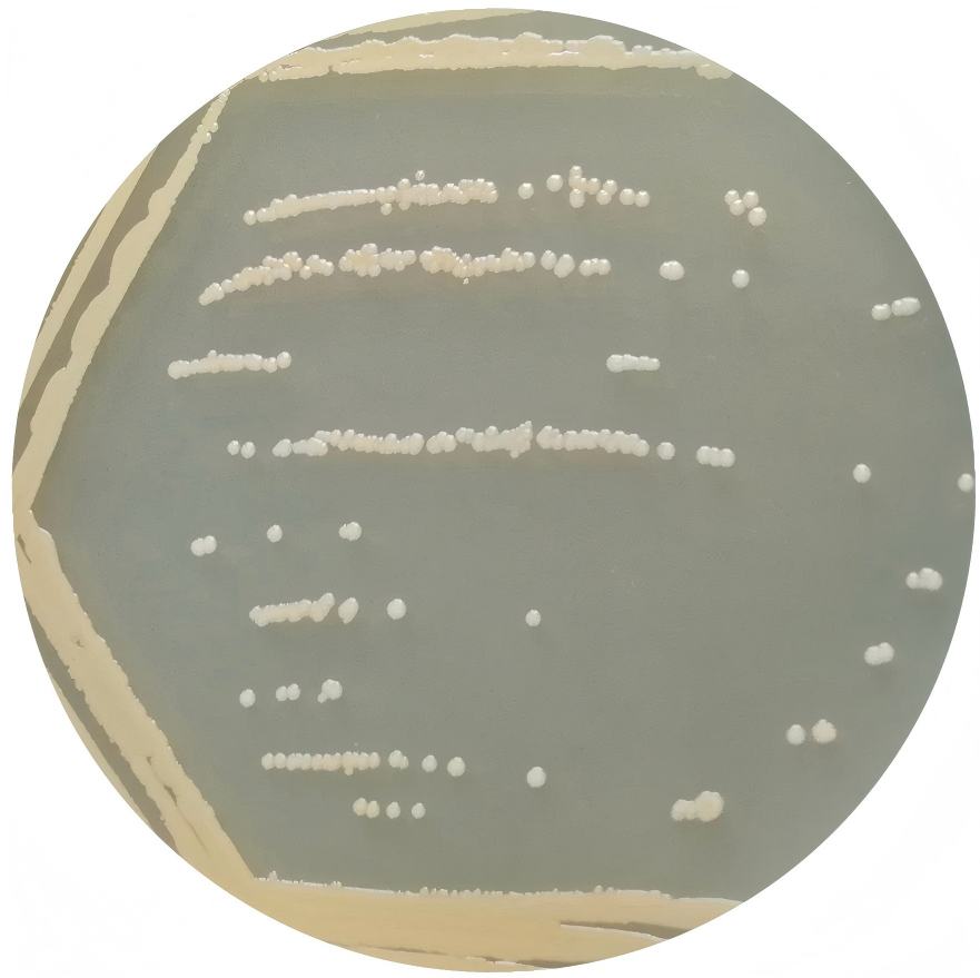 Staphylococcus aureus subspecies aureus-BNCC
