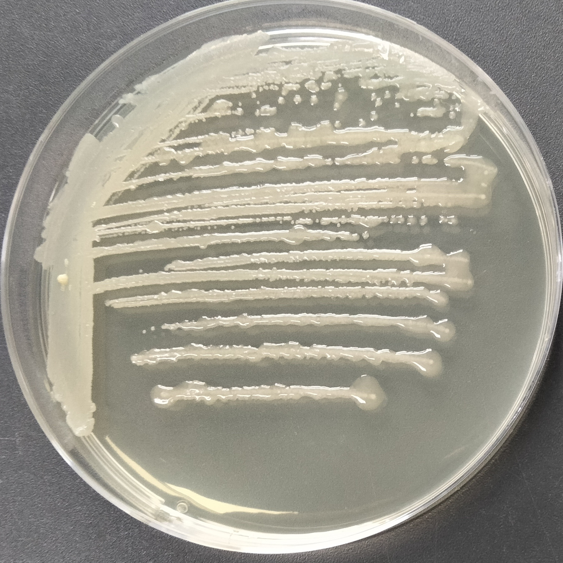 Bacillus licheniformis-BNCC