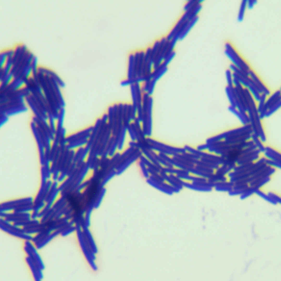 Bacillus licheniformis-BNCC