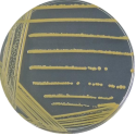 Bacillus subtilis-BNCC