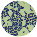 Bacillus subtilis-BNCC