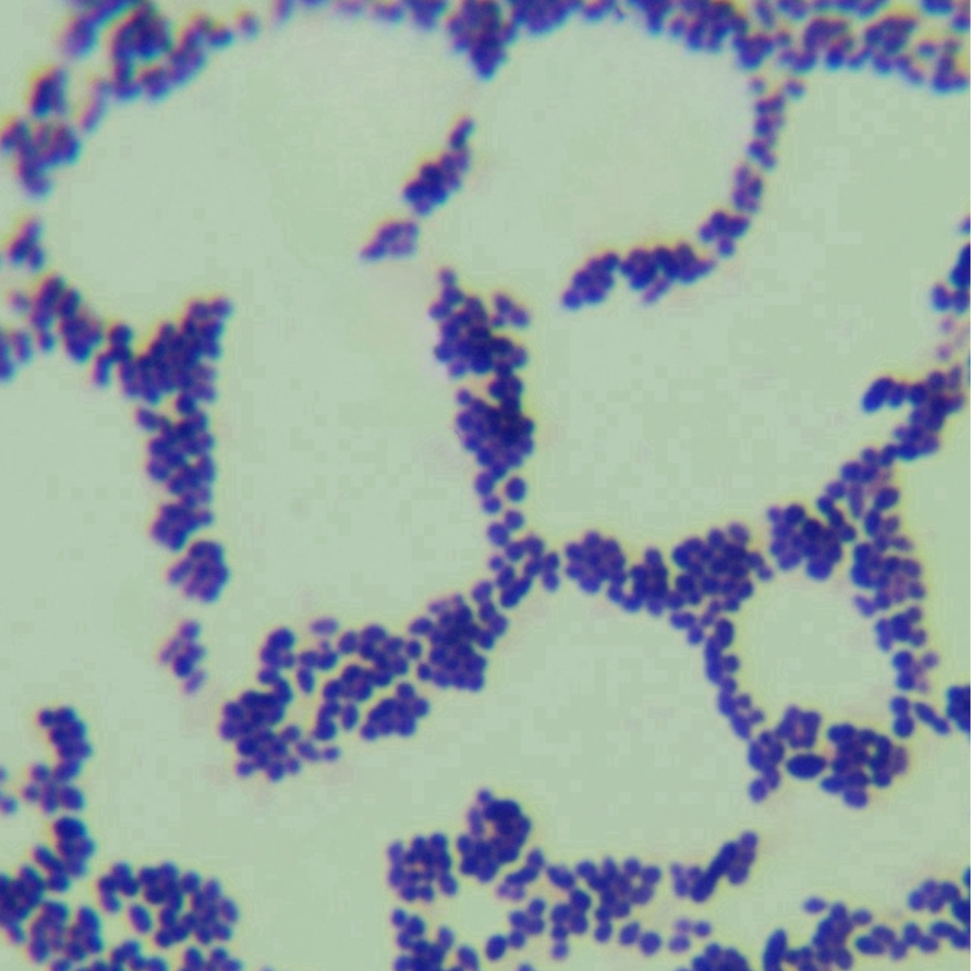 Lactobacillus casei-BNCC