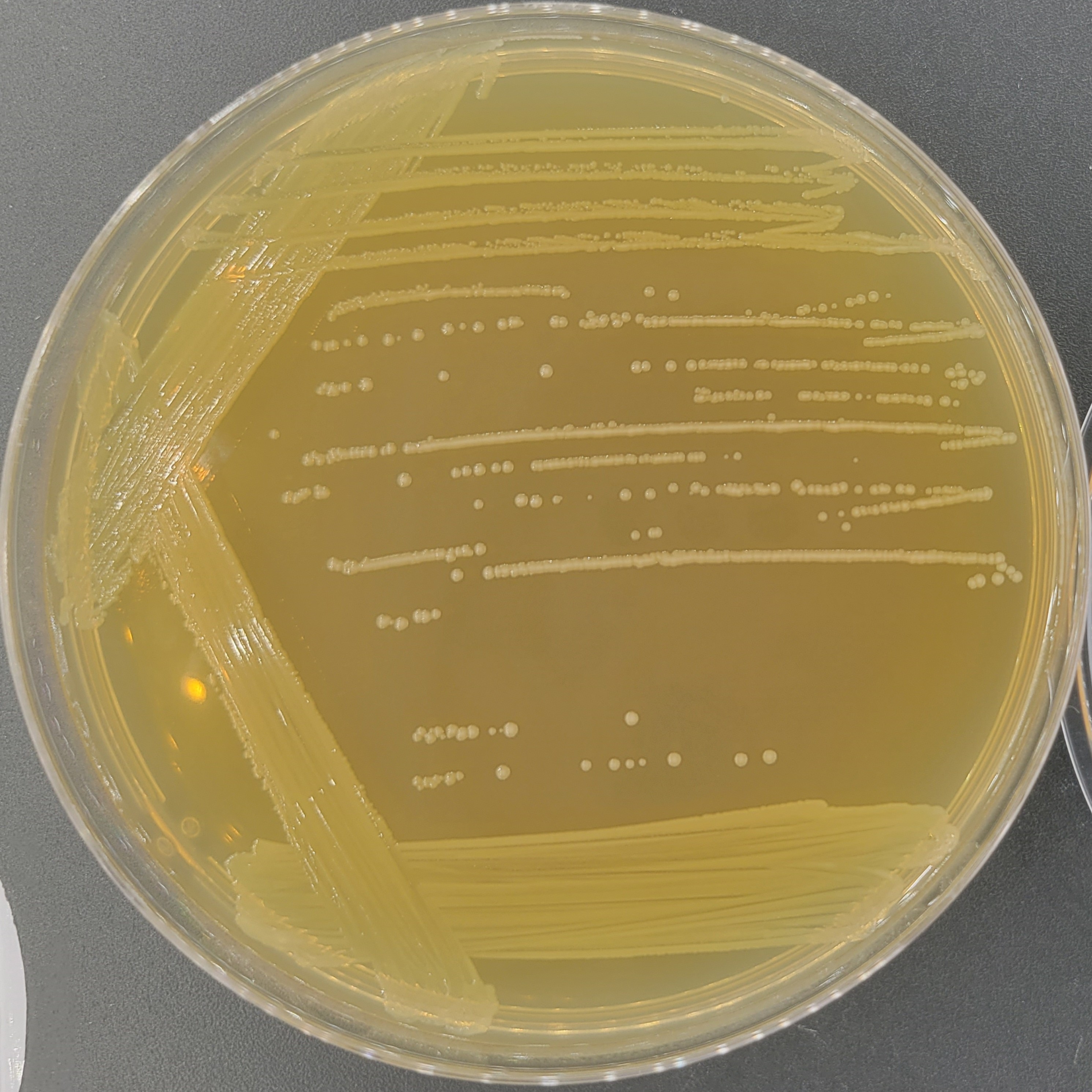 Lactobacillus casei-BNCC
