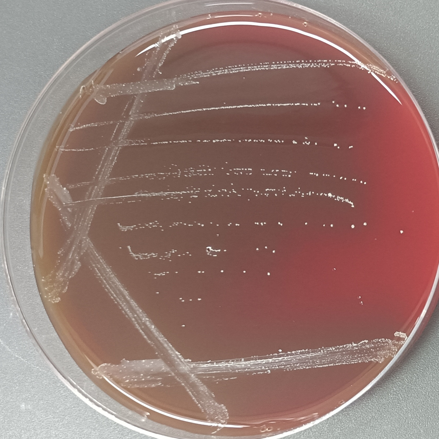 Mutant Streptococcus-BNCC