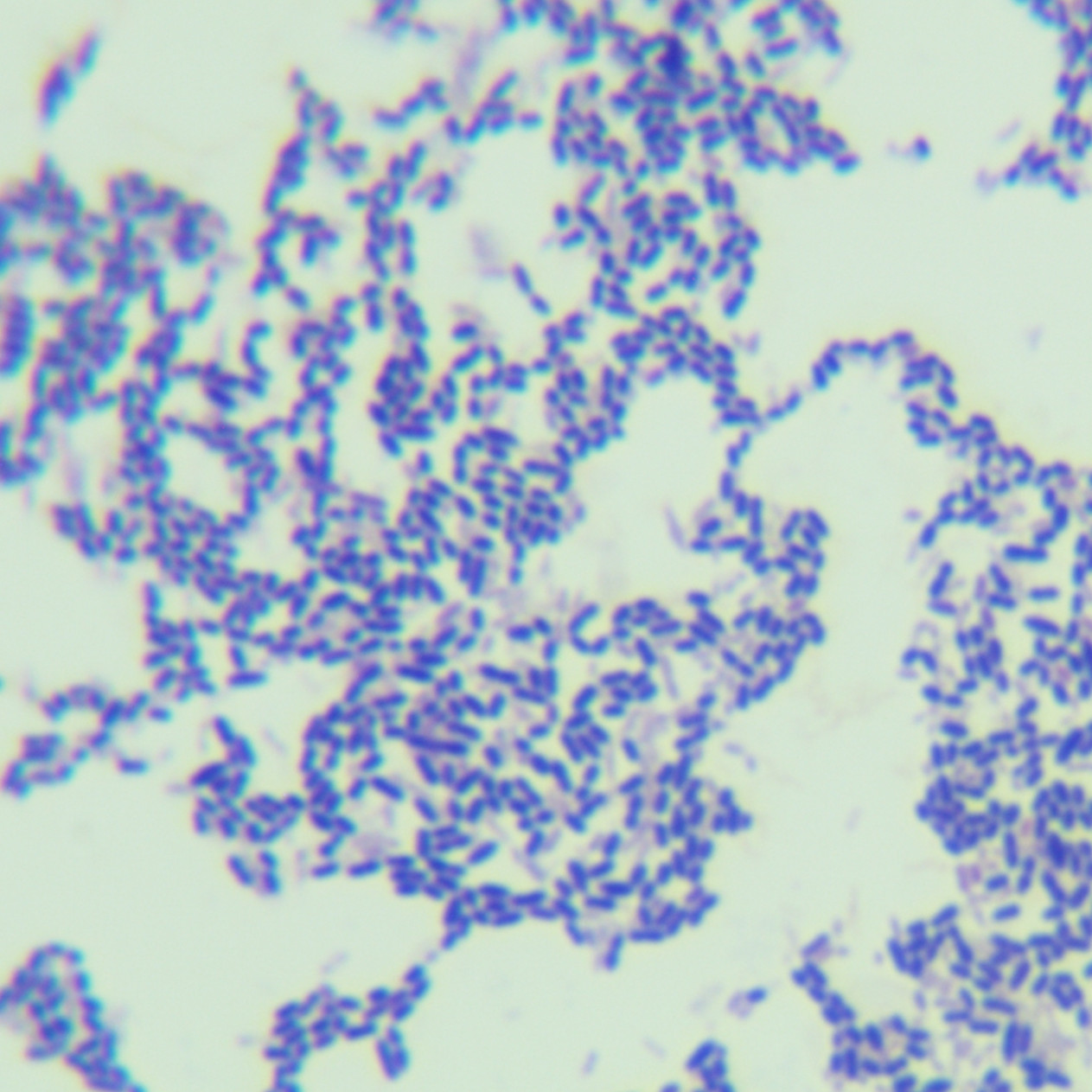 Mutant Streptococcus-BNCC