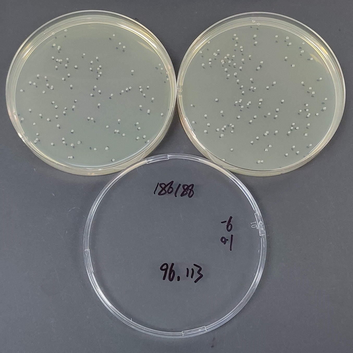 Serratia marcescens-BNCC