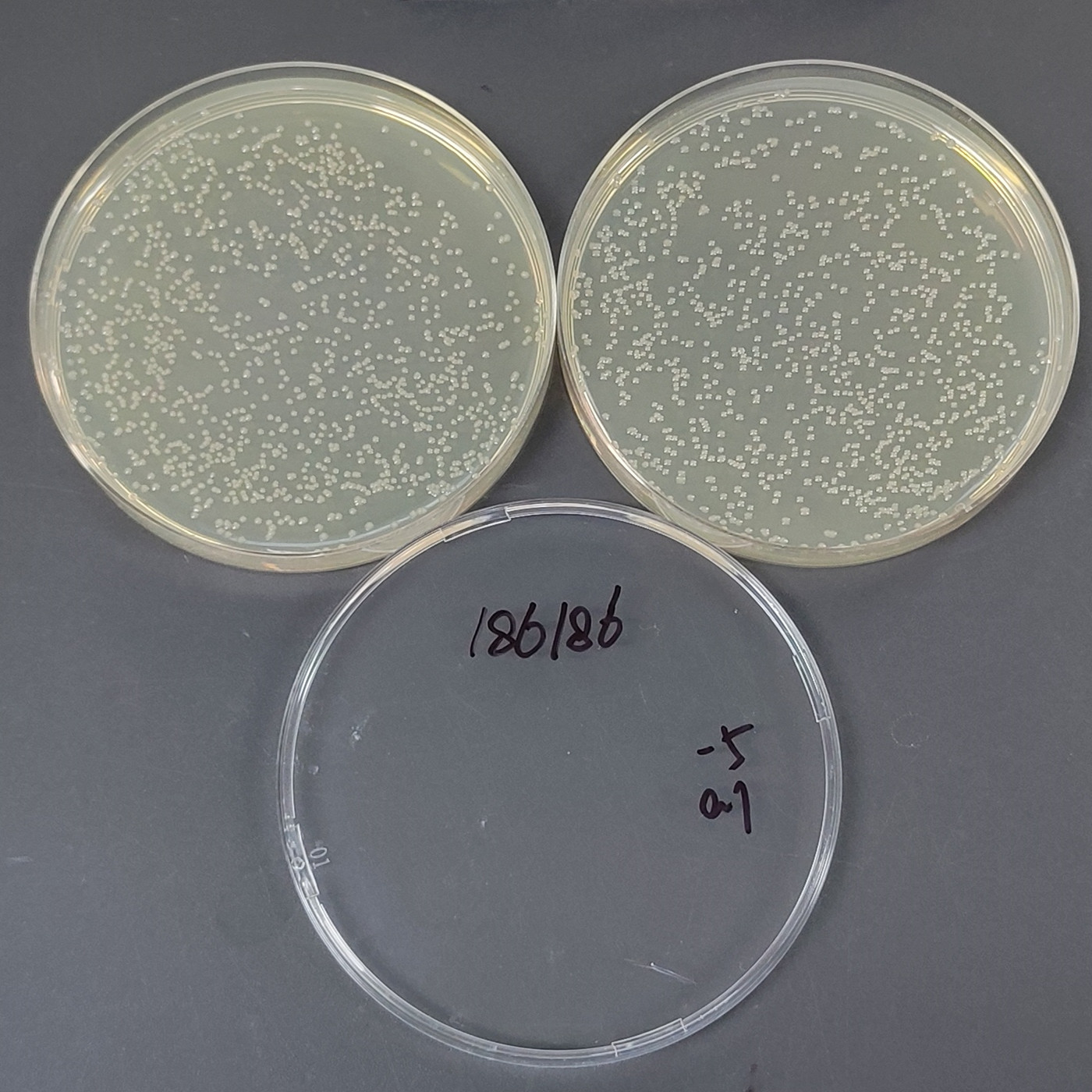 Serratia marcescens-BNCC