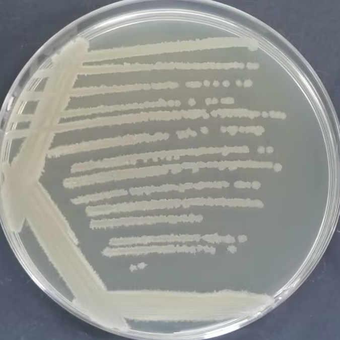 Bacillus licheniformis-BNCC