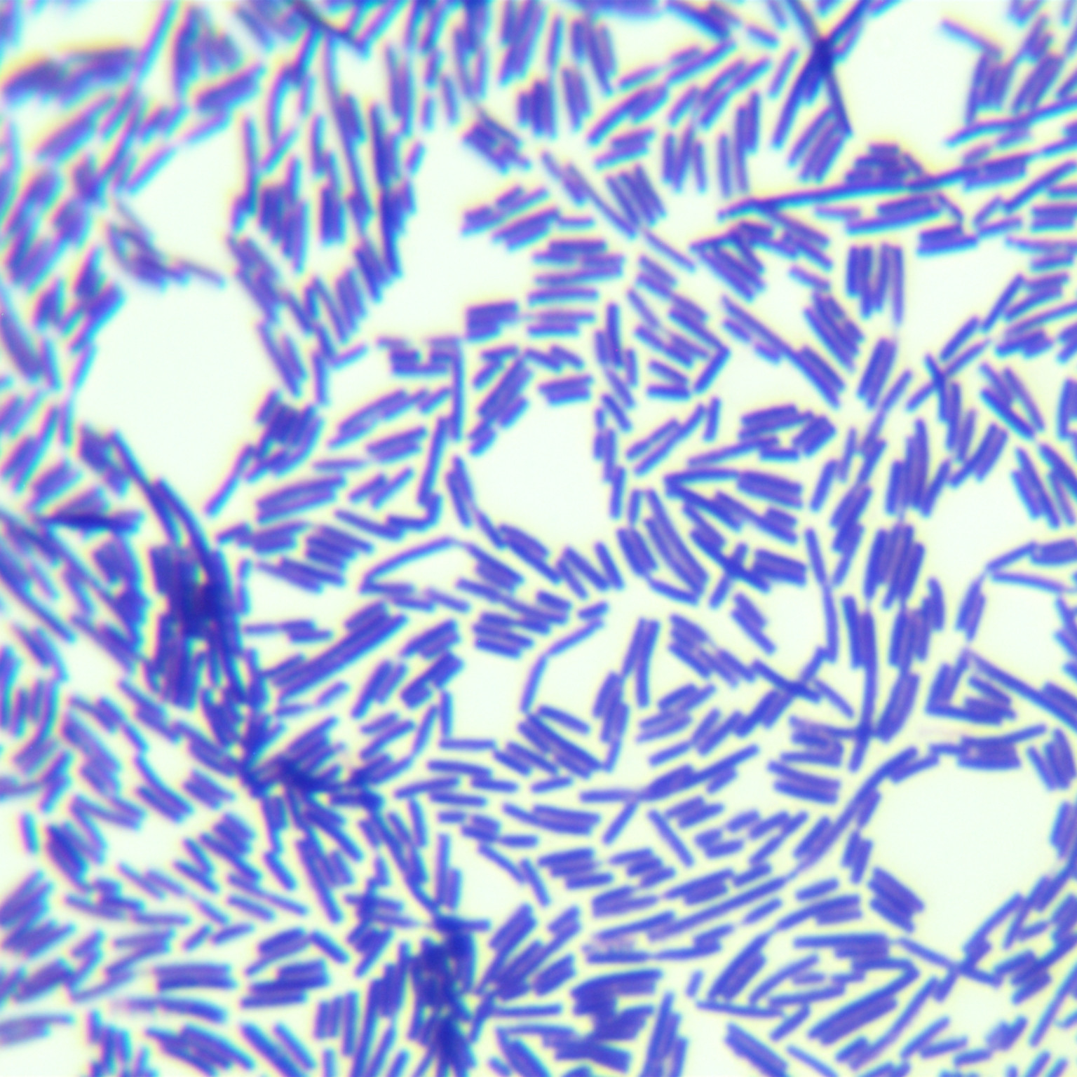 Bacillus licheniformis-BNCC