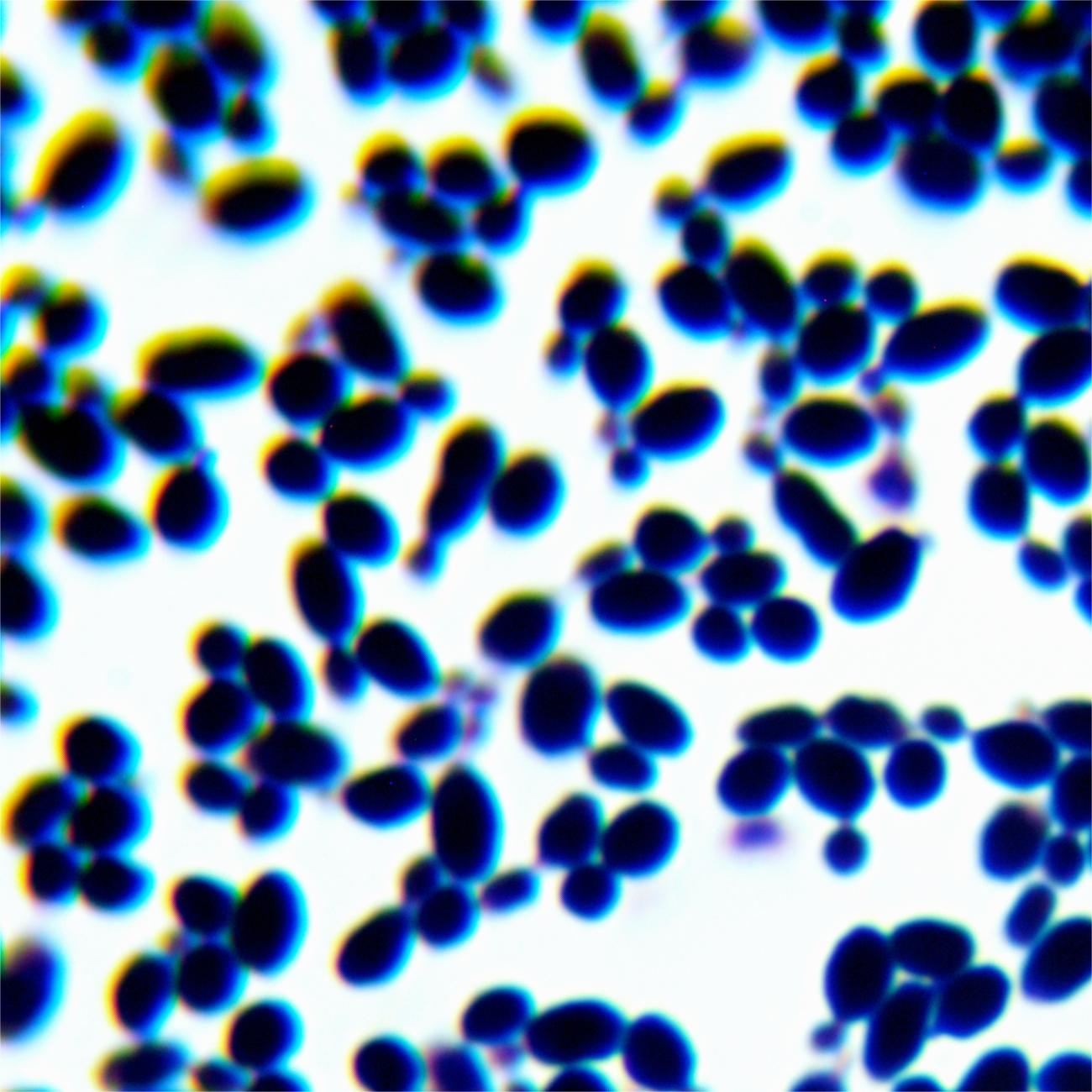 Lactic acid Kruve yeast-BNCC