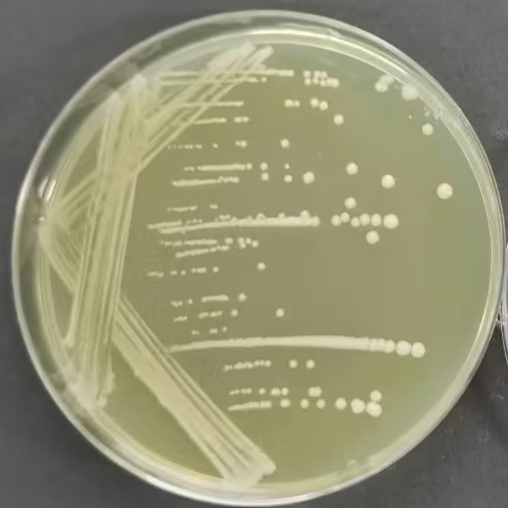 Lactic acid Kruve yeast-BNCC