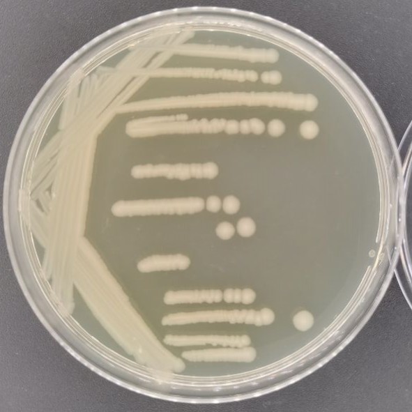 Escherichia coli-BNCC