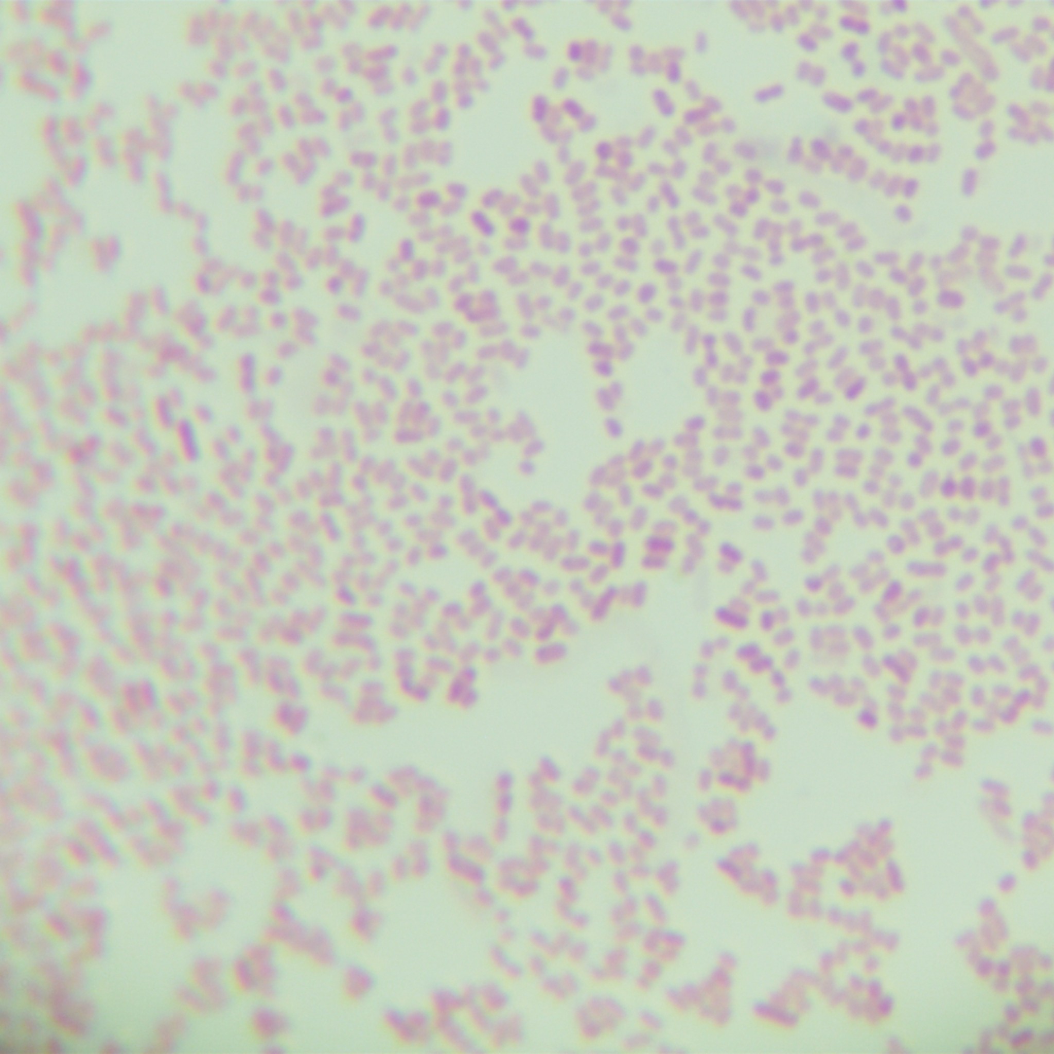Escherichia coli-BNCC