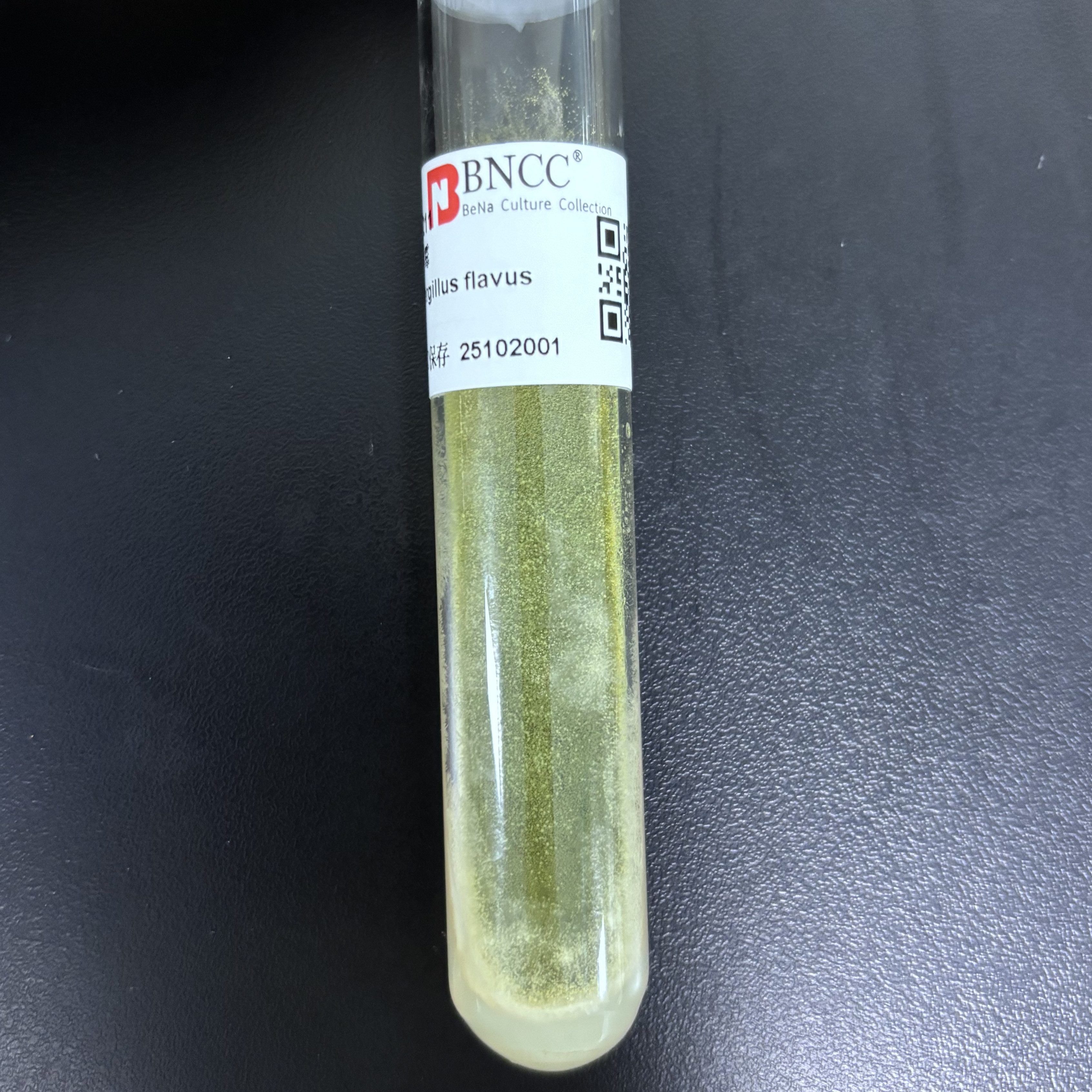Aspergillus flavus-BNCC