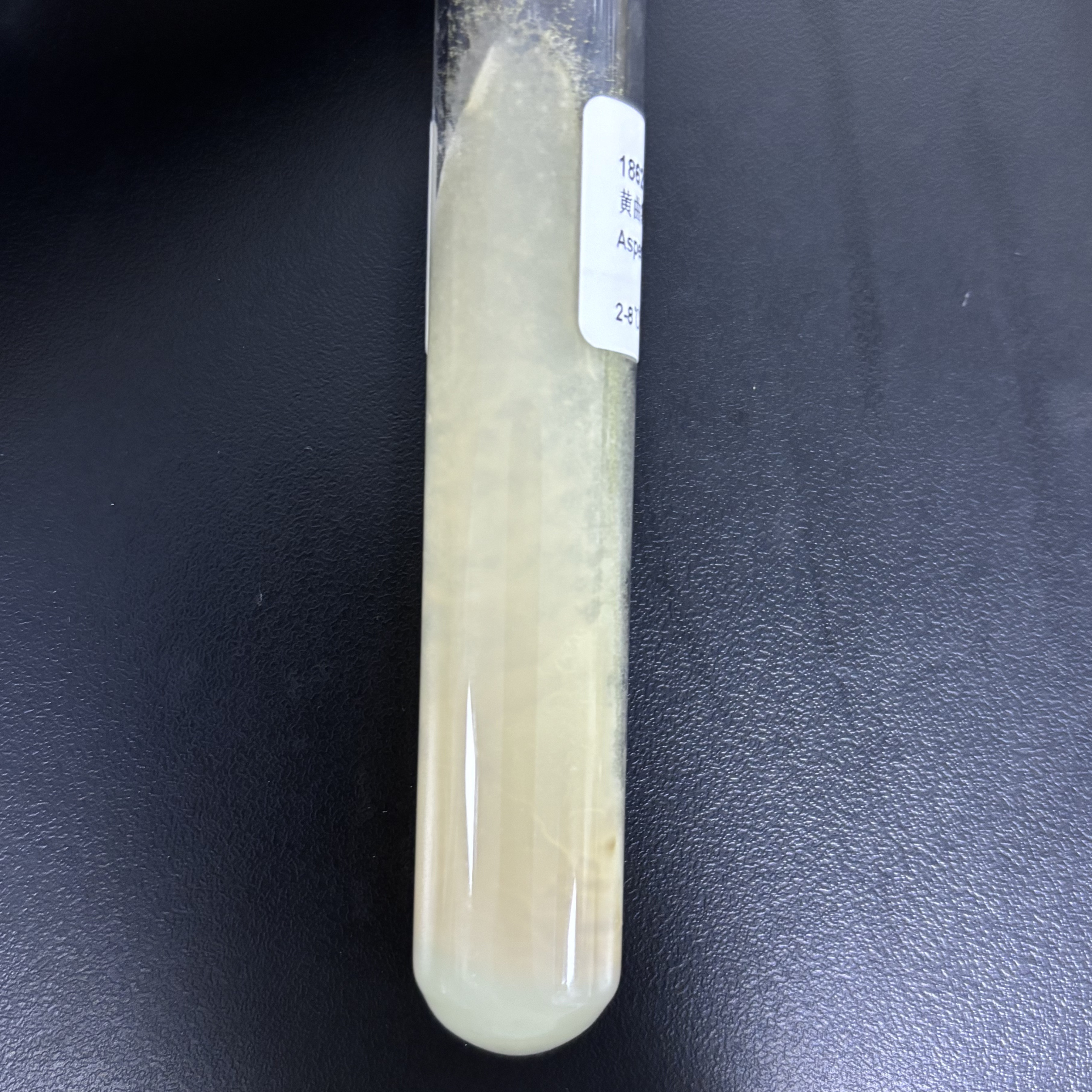 Aspergillus flavus-BNCC