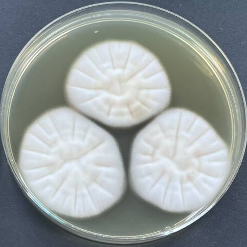 Smooth Penicillium-BNCC