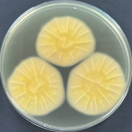 Smooth Penicillium-BNCC