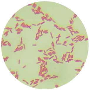 Pseudomonas aeruginosa-BNCC