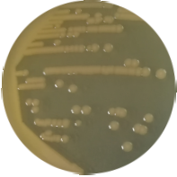 Minimum Vibrio-BNCC