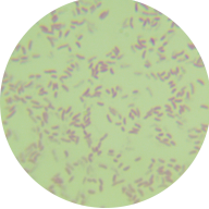 Minimum Vibrio-BNCC