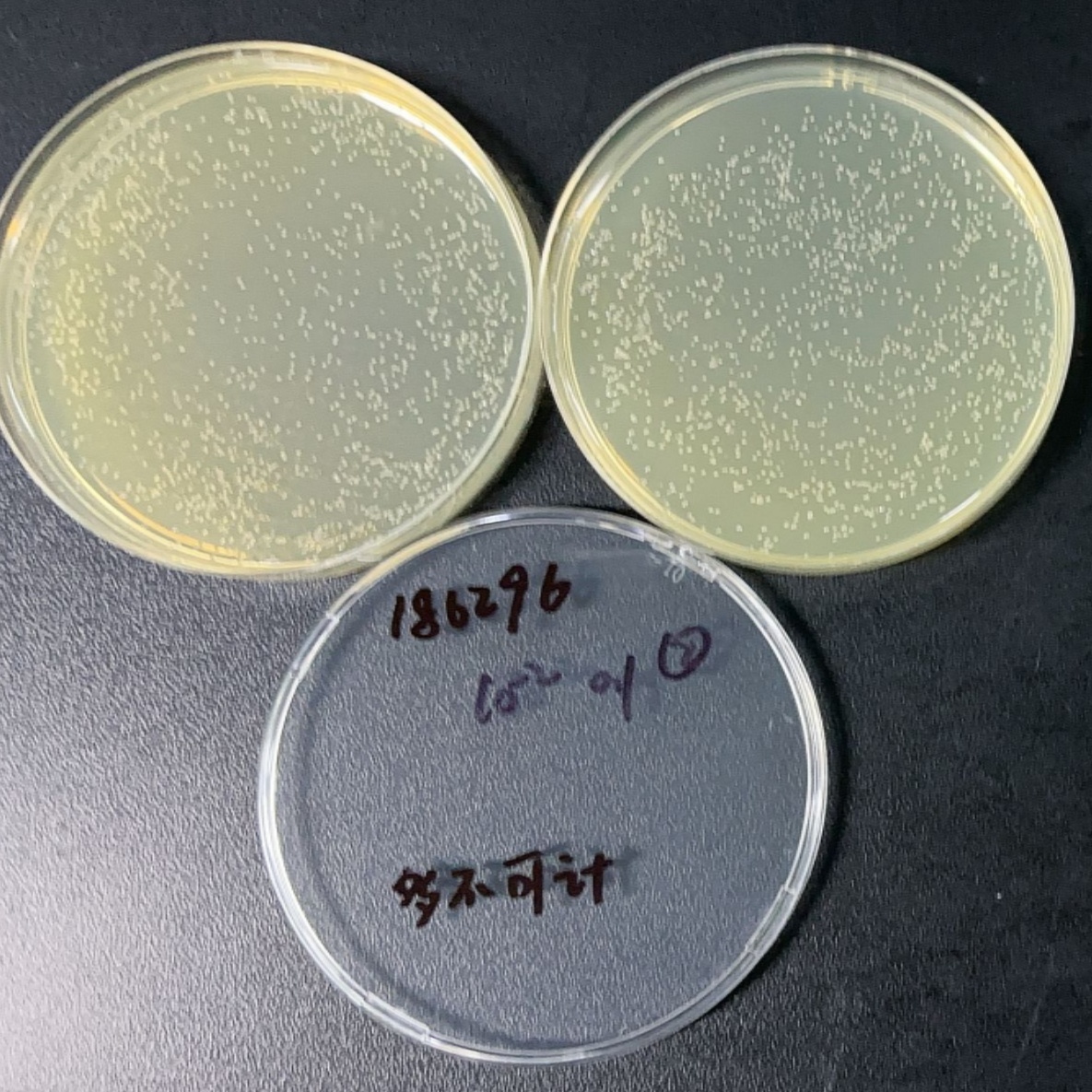 Vibrio parahaemolyticus (halophilic bacteria)-BNCC