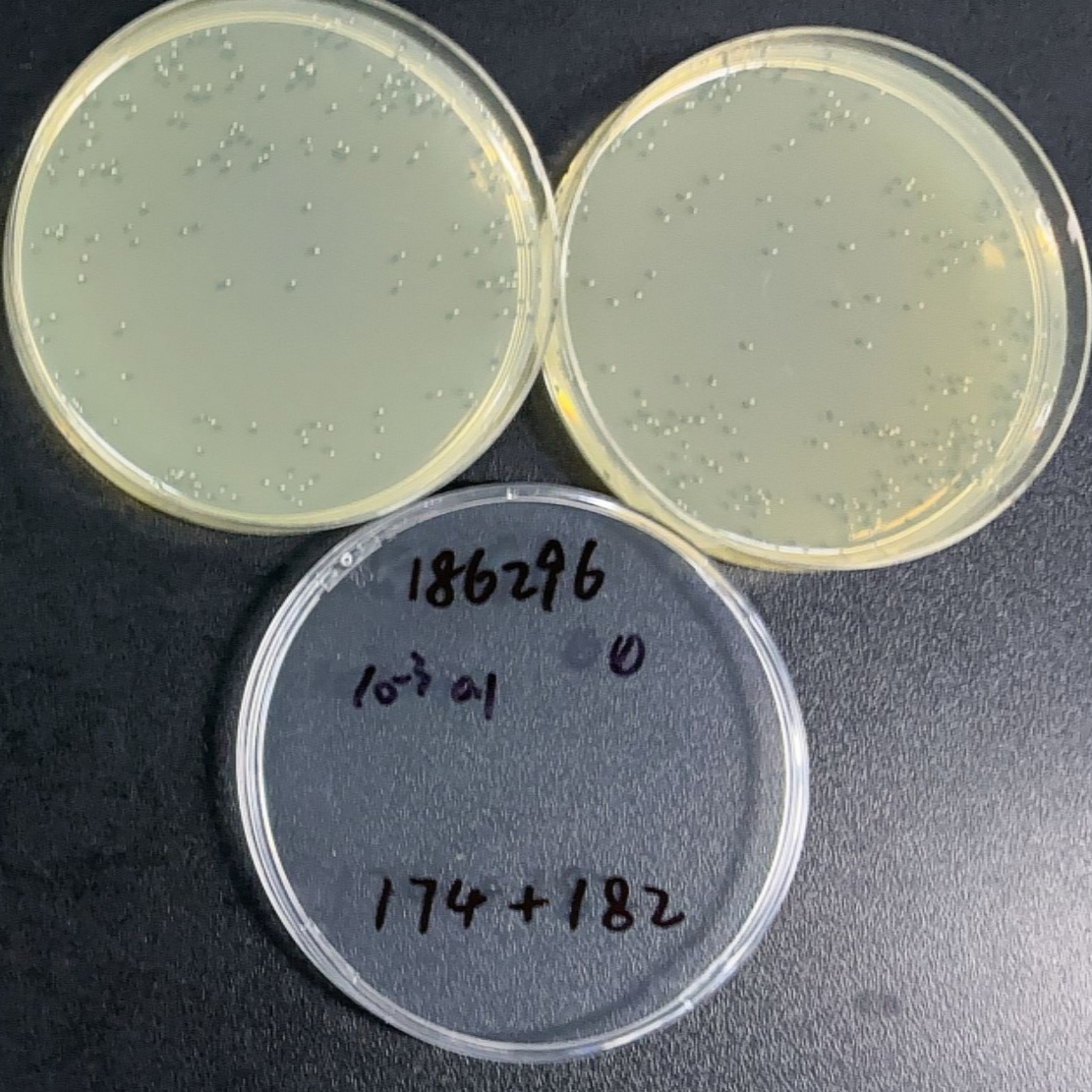 Vibrio parahaemolyticus (halophilic bacteria)-BNCC