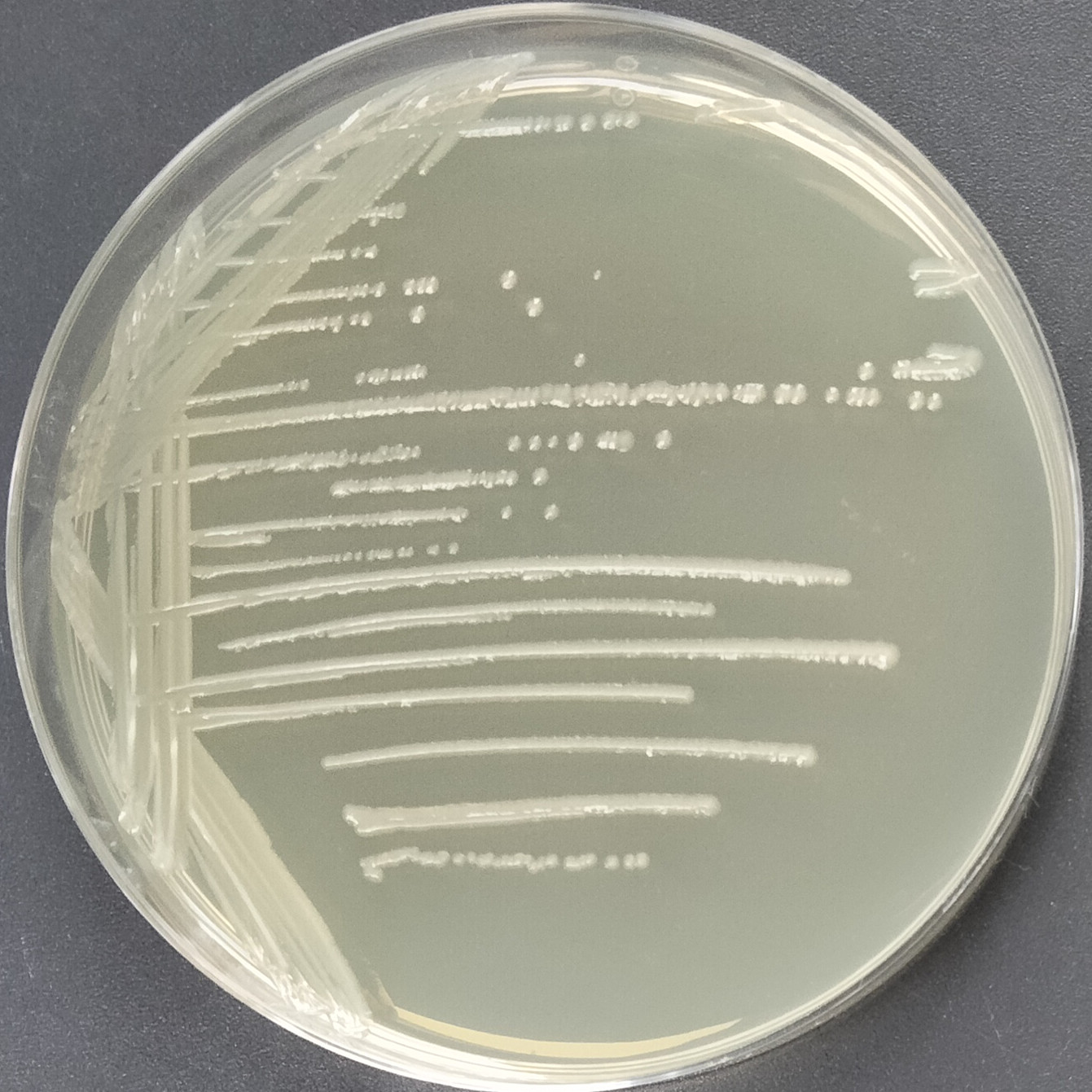 Salmonella enterica subsp. Typhimurium serotype-BNCC