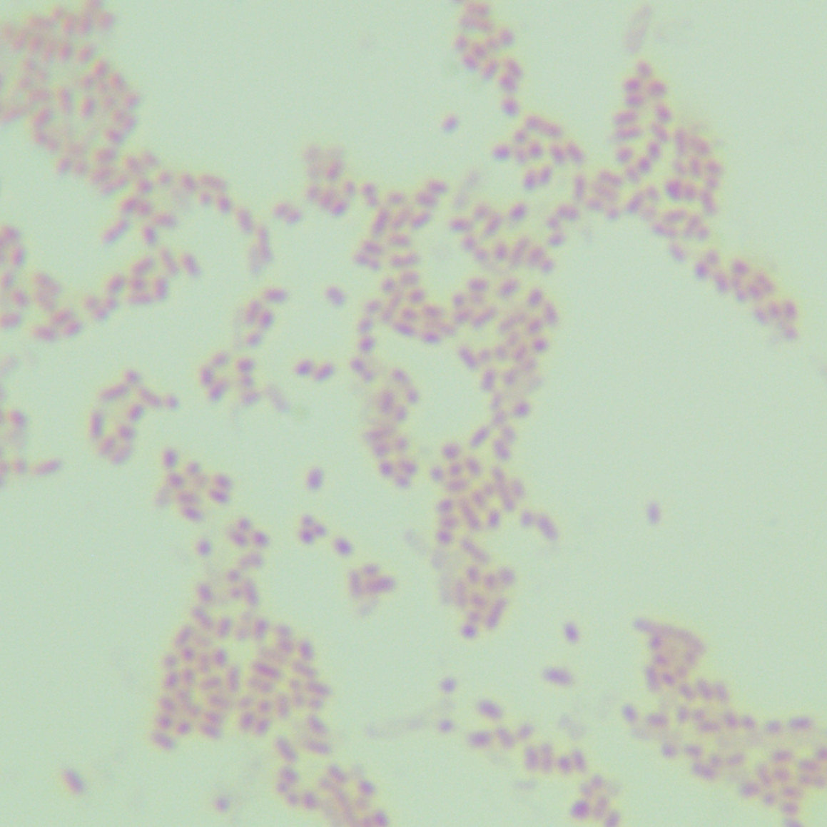 Salmonella enterica subsp. Typhimurium serotype-BNCC