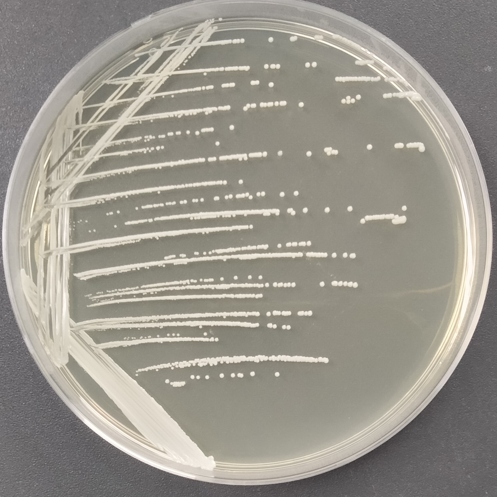 Staphylococcus epidermidis-BNCC