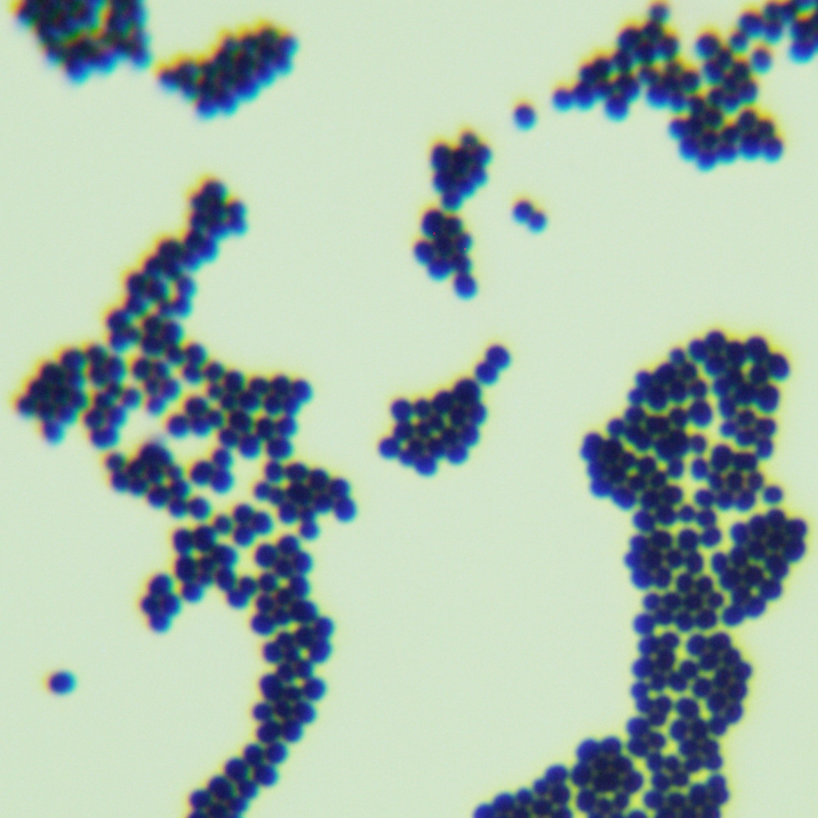 Staphylococcus epidermidis-BNCC