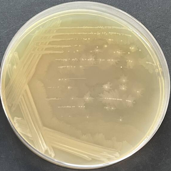 Proteus mirabilis-BNCC
