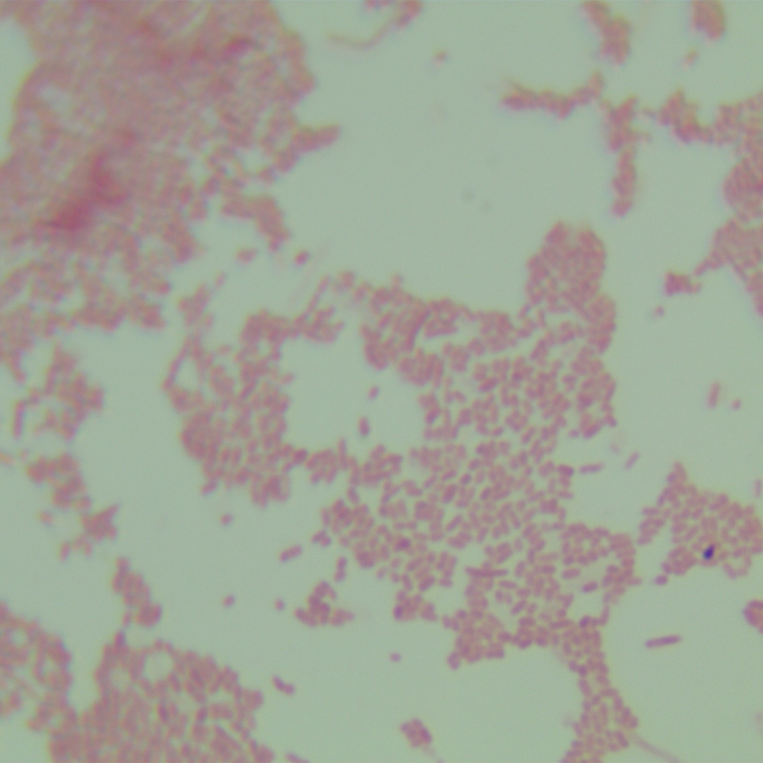 Proteus mirabilis-BNCC