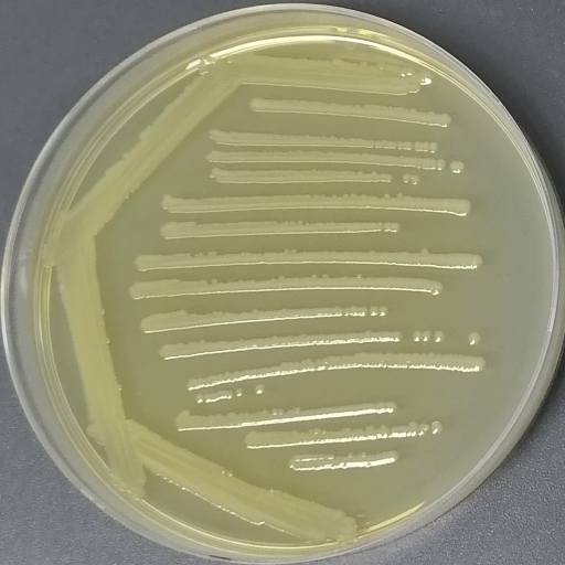 Morganella morganii-BNCC