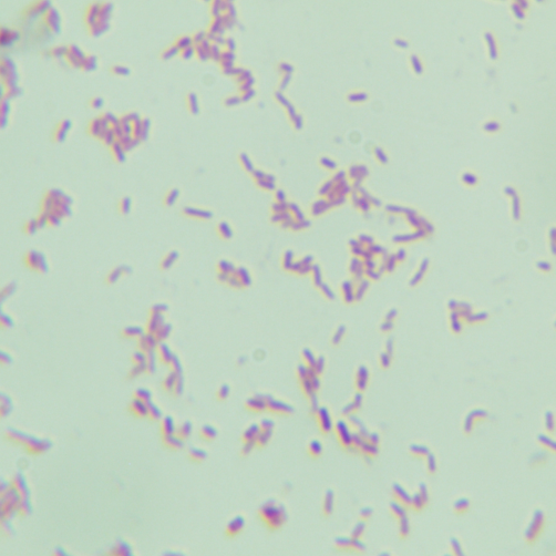 Morganella morganii-BNCC
