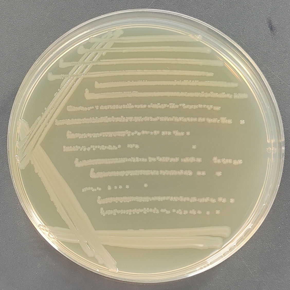 Salmonella enterica serotype of porcine cholera-BNCC