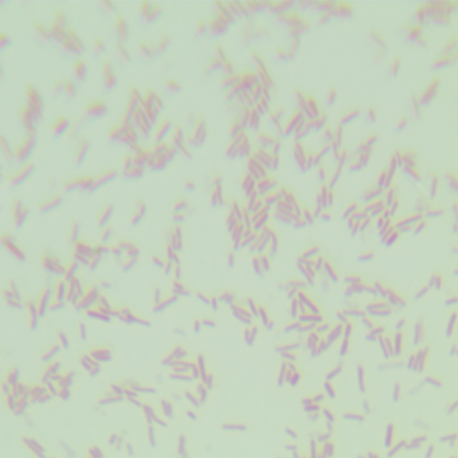 Salmonella enterica serotype of porcine cholera-BNCC