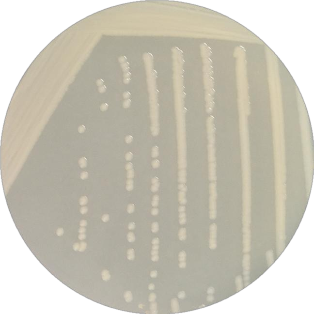 Salmonella enterica subspecies enterica-BNCC