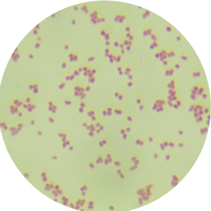 Salmonella enterica subspecies enterica-BNCC