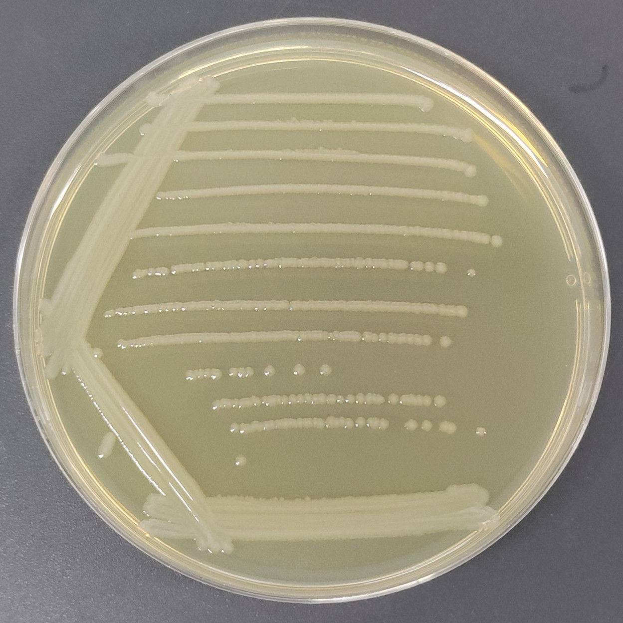 Salmonella enterica subsp. enterica serotype-BNCC