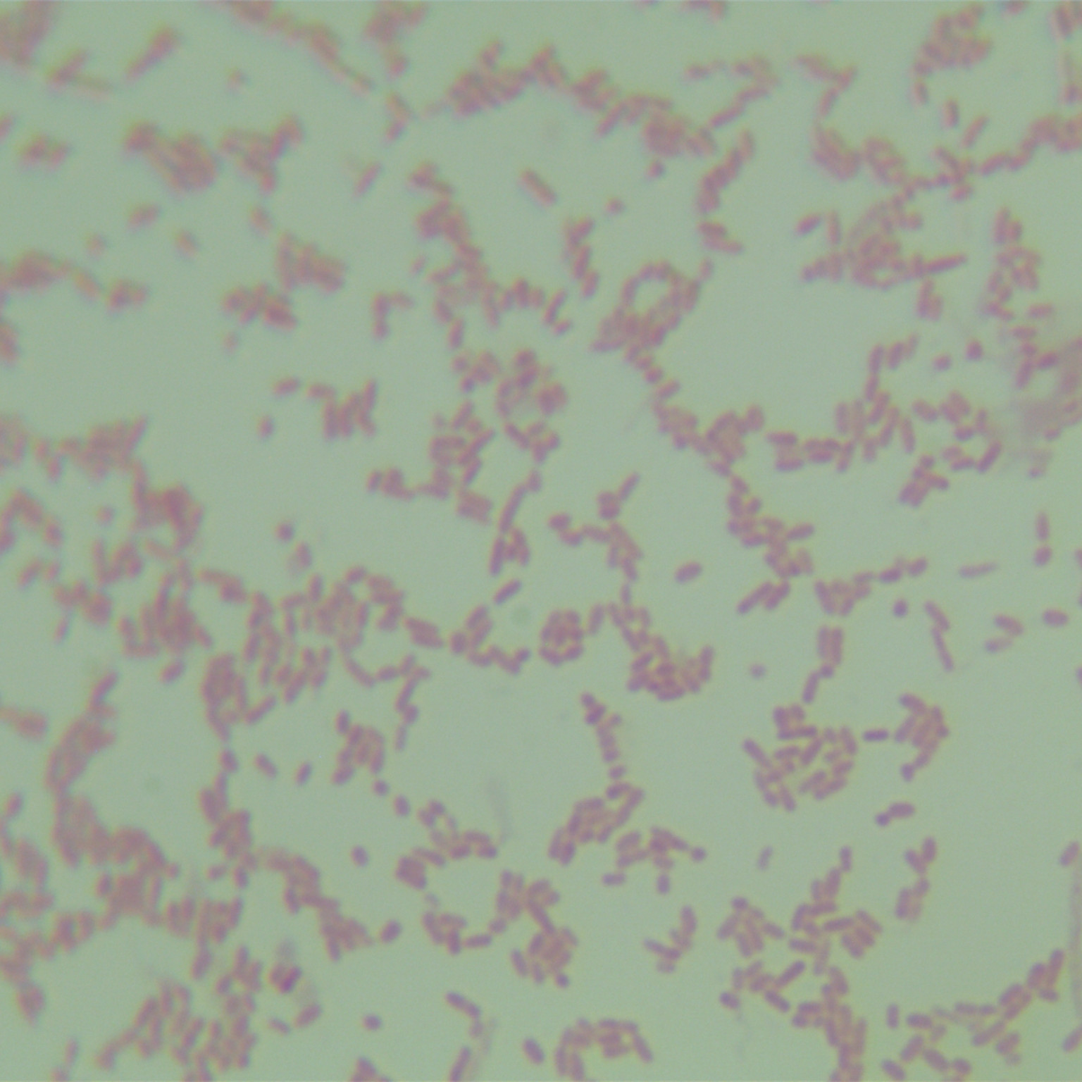 Salmonella enterica subsp. enterica serotype-BNCC