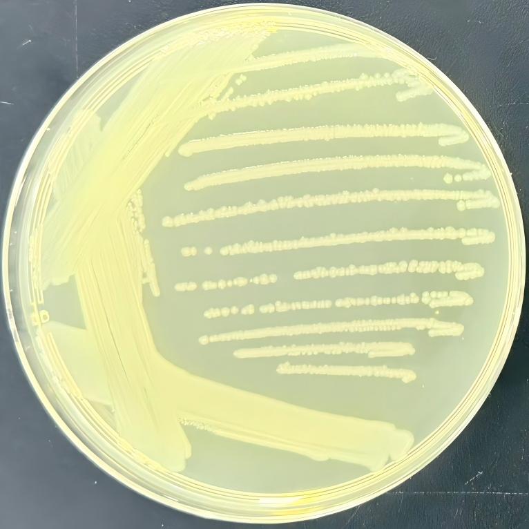 Duck Salmonella-BNCC