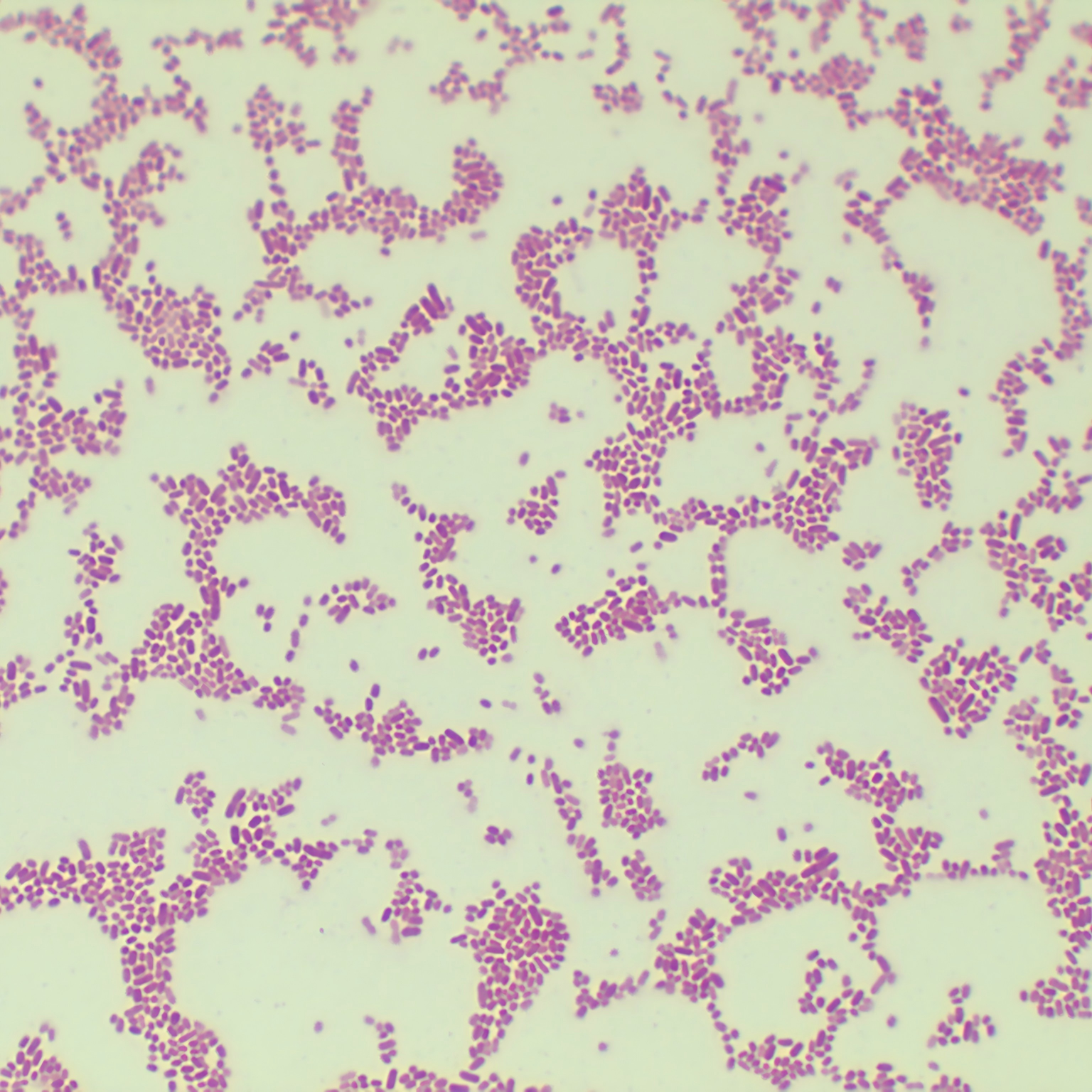Duck Salmonella-BNCC