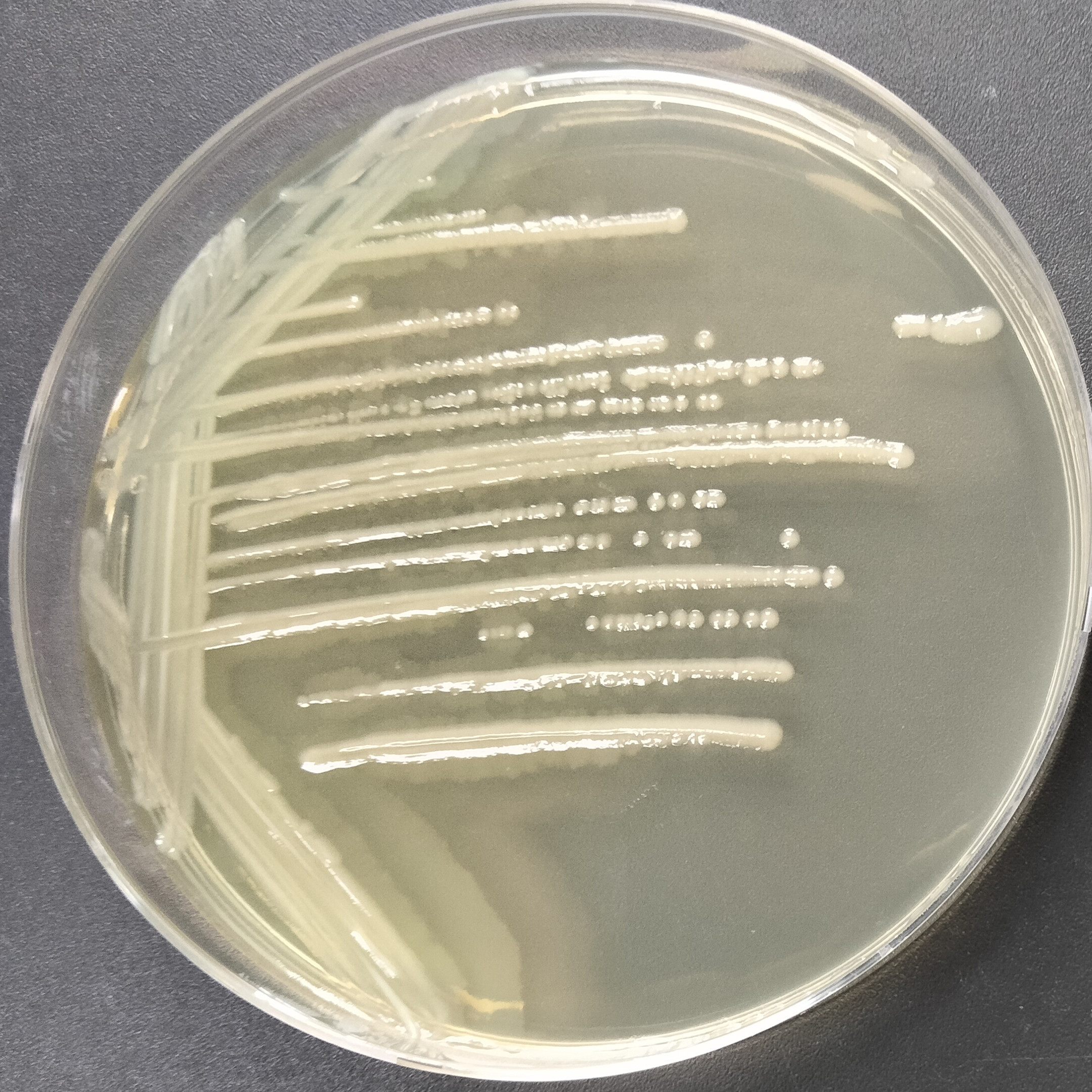 Ordinary Proteobacteria-BNCC