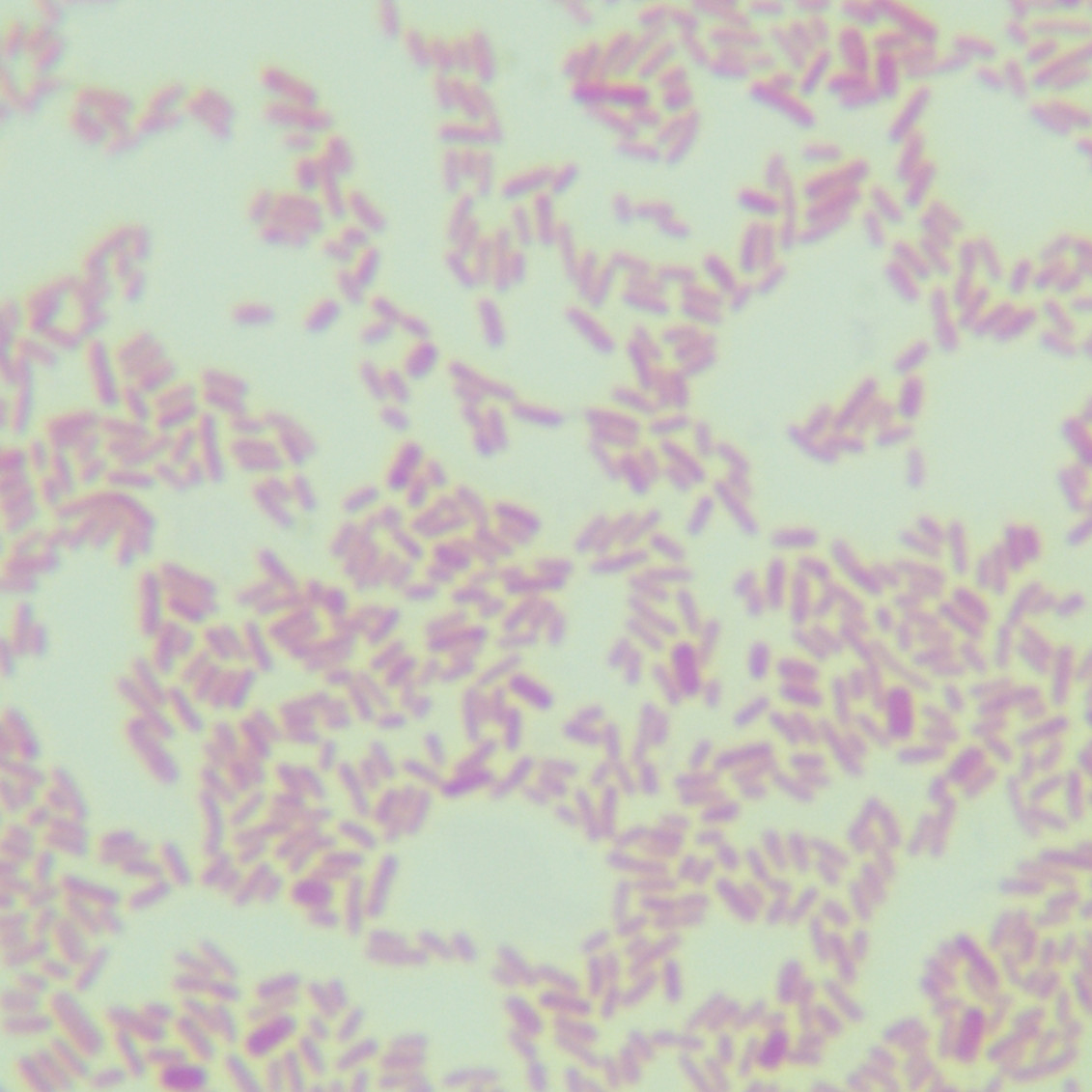 Ordinary Proteobacteria-BNCC