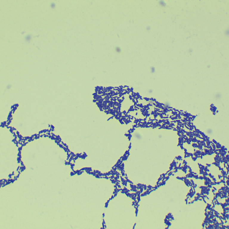 Lactobacillus acidophilus-BNCC