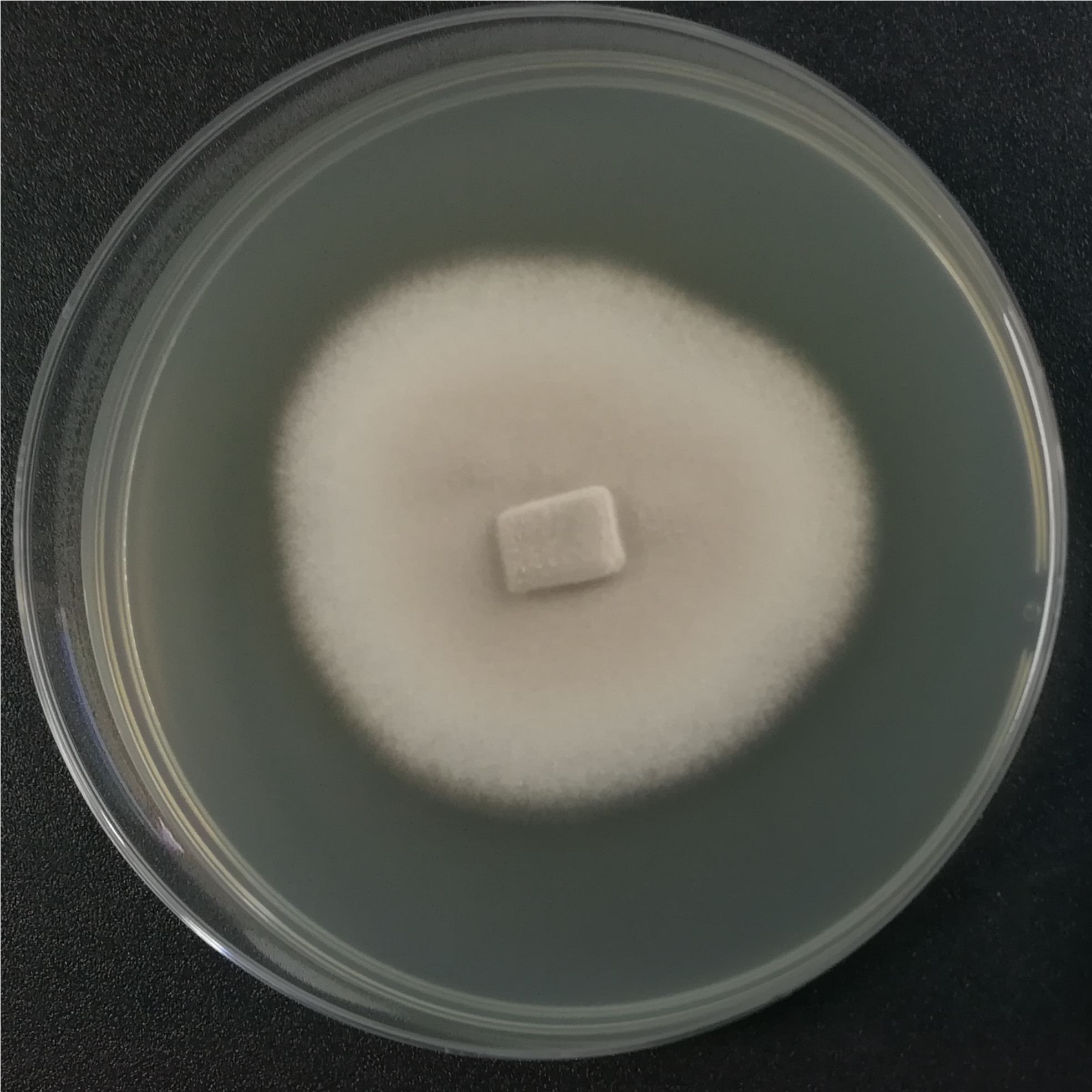 Resinous Branch Spore Fungi-BNCC