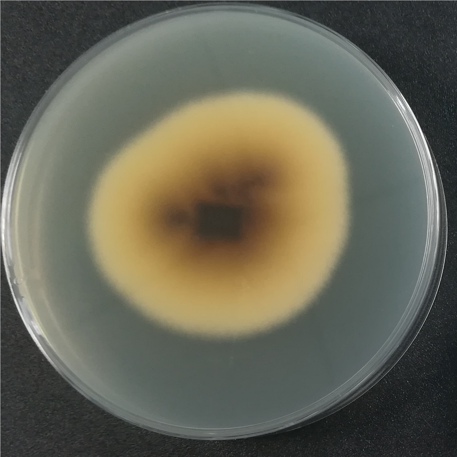 Resinous Branch Spore Fungi-BNCC