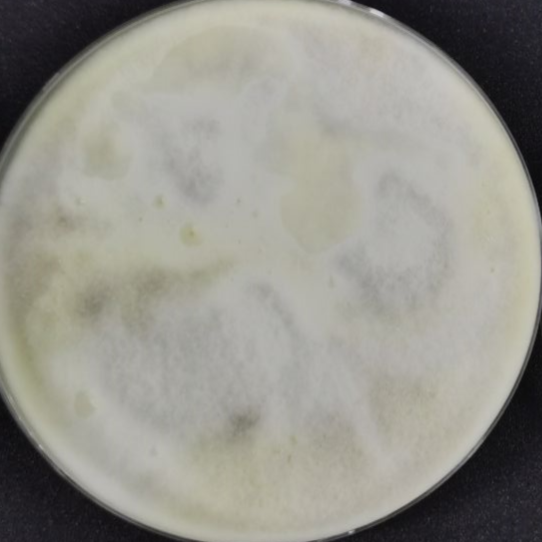 Trichoderma viride-BNCC