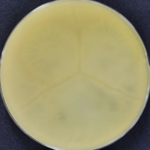 Trichoderma viride-BNCC