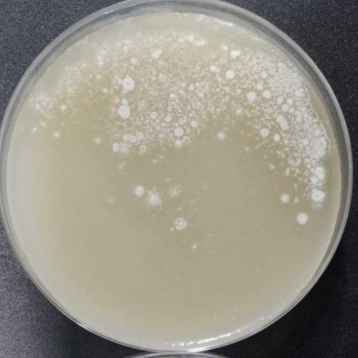 Sugarcane Laissezia-BNCC